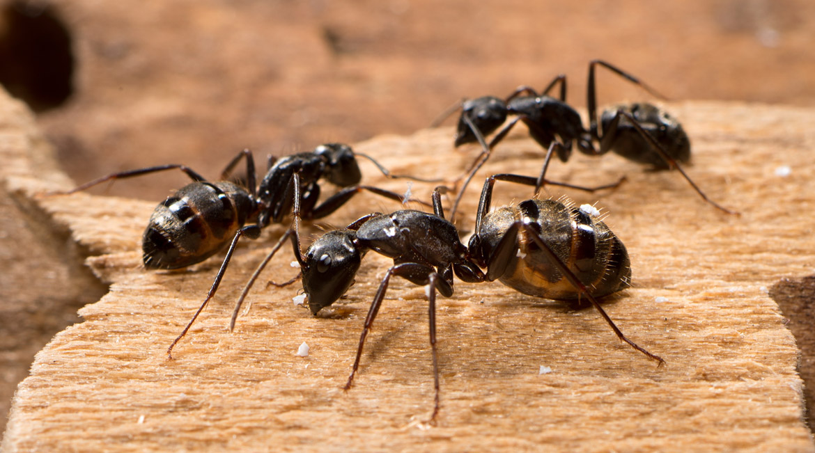 Ant pest control service in a residential area