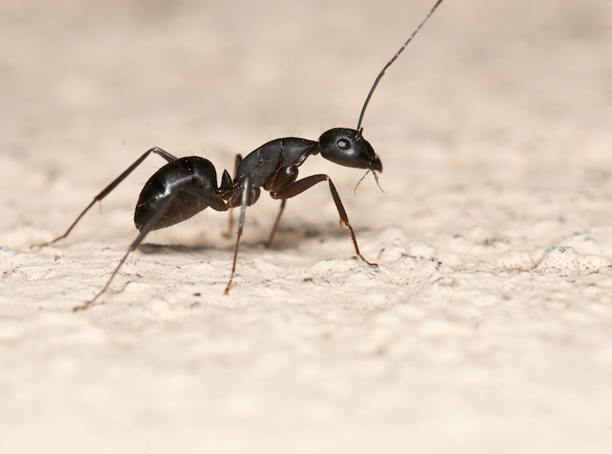 Ant infestation control and prevention services