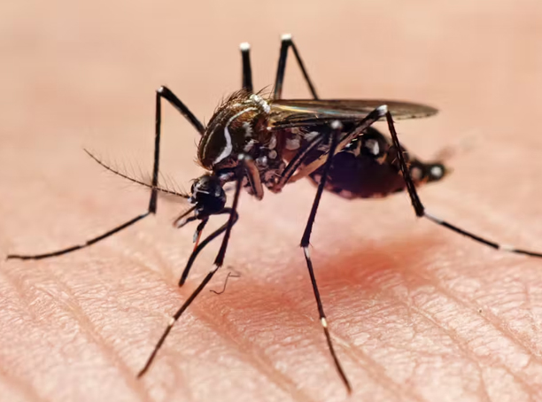 Mosquito pest problem requiring professional control in Calgary