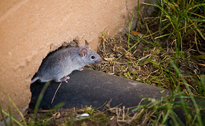 Rodent exclusion service sealing entry points in Calgary homes