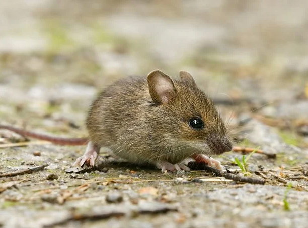 Rodent control and removal services for Calgary properties