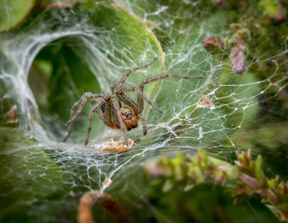 Professional spider extermination treatment in Calgary properties