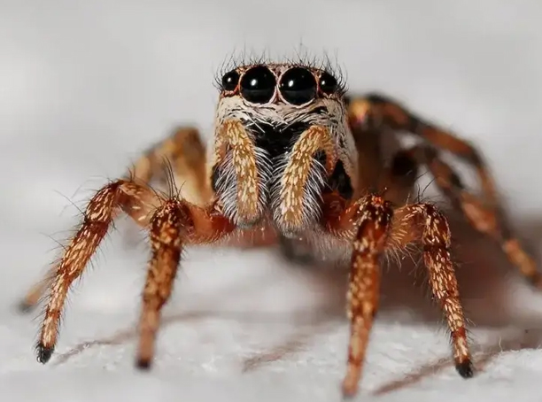 Professional spider control and extermination services in Calgary