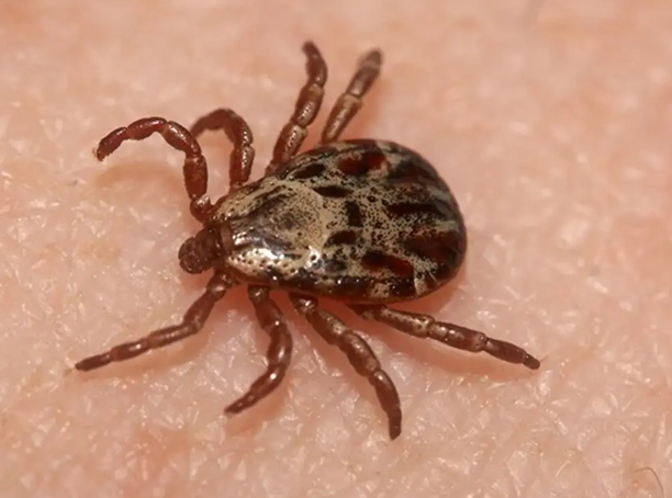 Tick control services to protect families and pets in Calgary