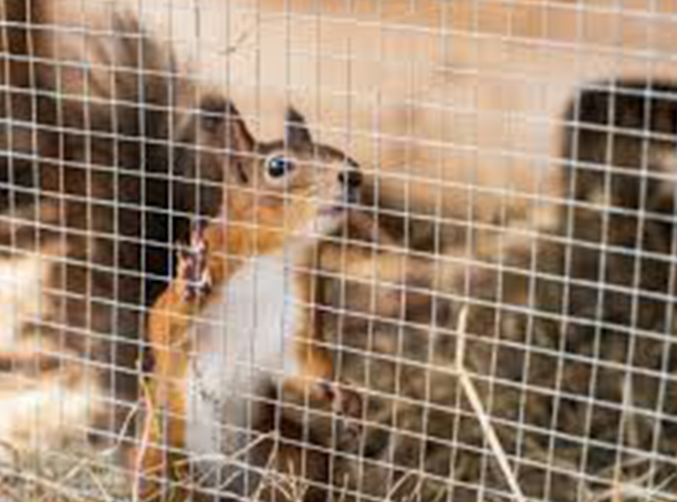 Safe wasp nest removal service for homes
