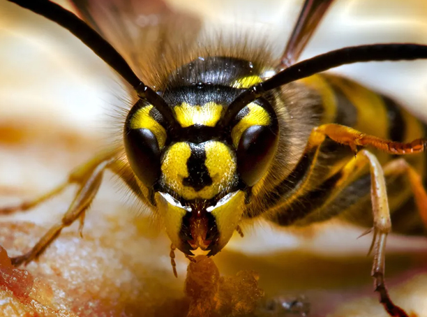Affordable wasp and hornet nest removal in Calgary
