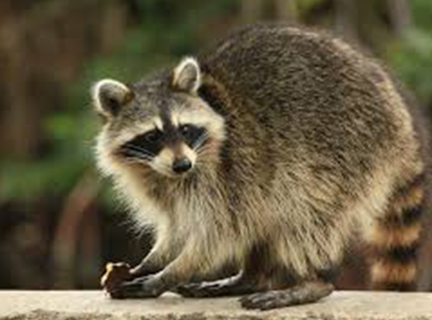 Humane wildlife trapping and removal services in Calgary