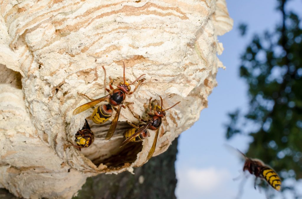 Professional wasp and hornet nest removal service in Calgary