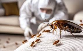 Common household pests treated by pest control experts