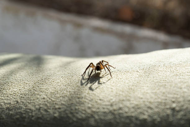 Residential pest inspections