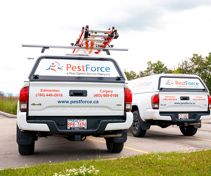 Professional rodent proofing and exclusion solutions in Calgary